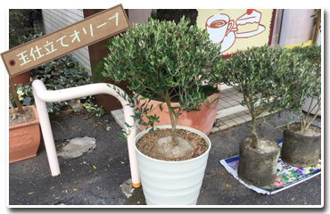 玉仕立てオリーブ【滋賀 竜王cafe mocomoco】