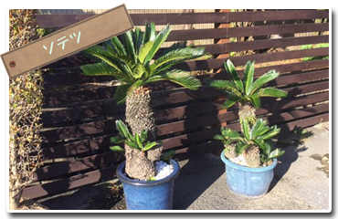 ソテツ【滋賀 竜王cafe mocomoco】