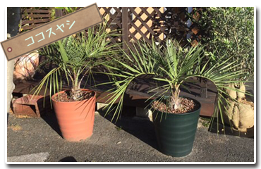 ココスヤシ【滋賀 竜王cafe mocomoco】