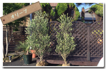 オリーブ【滋賀 竜王cafe mocomoco】